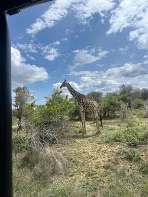 a giraffe standing next to a tree in a field at Woodpecker's Guest House in Hazyview