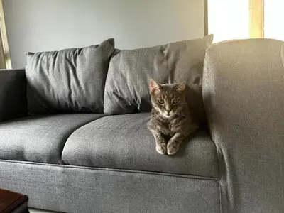 a cat sitting on top of a couch at Kingfisher's Song in Nelspruit