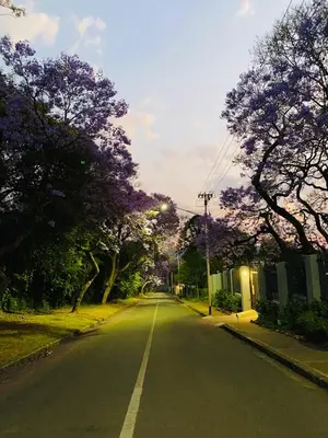 an empty street with trees on the sides of the road at Avenue luxury home in Pretoria
