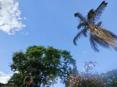 a camel standing next to a palm tree at Avenue luxury home in Pretoria