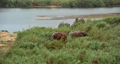 a group of elephants walking in the grass near a river at Elephant Walk Tented Camp in Komatipoort
