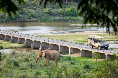 an elephant standing in the grass next to a bridge at Elephant Walk Tented Camp in Komatipoort