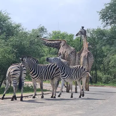 a group of zebras and giraffes standing on a road at Six Senses in Marloth Park
