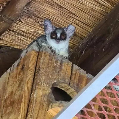 a cat peeking out of a cat house at Six Senses in Marloth Park