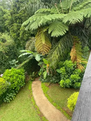 a garden with green plants and a walk way at Botterblom Hide-Away in Sabie