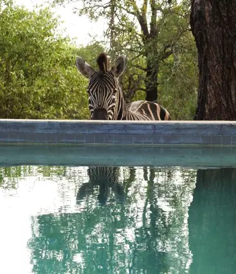 Gallery image of Kube at Kruger in Marloth Park