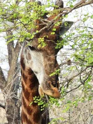 Gallery image of Kube at Kruger in Marloth Park