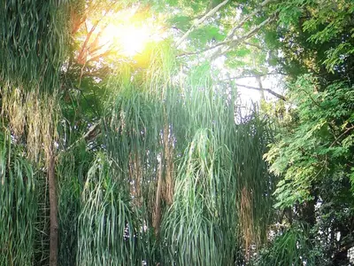 a forest of trees with the sun in the background at Phomola Guesthouse in Brits