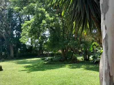 a green yard with a palm tree and grass at Phomola Guesthouse in Brits
