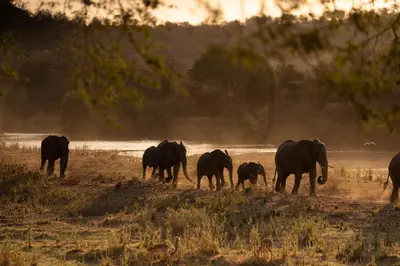 a herd of elephants walking in a field at Sashwa River of Stars Plant-Based Wellness Safari Lodge in Hoedspruit