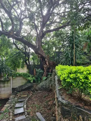 Gallery image of The Fig Tree in Nelspruit