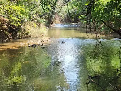 a group of ducks swimming in a river at Lazy River Retreat in Pretoria