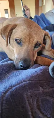 a brown dog laying on top of a blanket at Greystone Lodge in Dullstroom