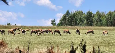 a herd of horses grazing in a field at Greystone Lodge in Dullstroom