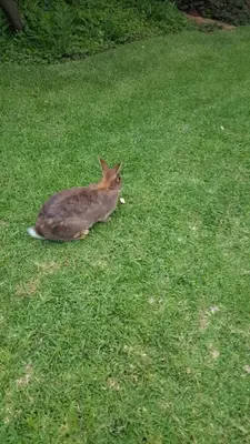 a rabbit sitting in a field of grass at Ramaderama in Pretoria