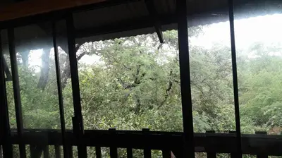 a view of a tree from a window at Rhulani Treetop Cottage in Marloth Park