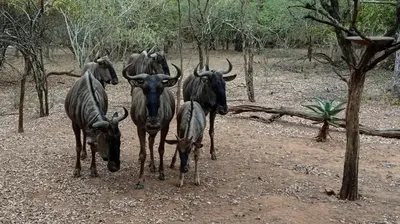 a group of wild animals standing in the dirt at Rhulani Treetop Cottage in Marloth Park