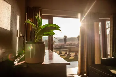 a potted plant sitting on a counter next to a window at 10onBrightside-Exp the epitome of country living in Nelspruit