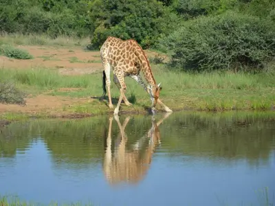 a giraffe drinking from a body of water at Simunye Private Game Reserve in Brits