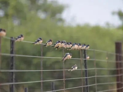 a group of birds sitting on top of a fence at Simunye Private Game Reserve in Brits