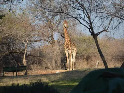 a giraffe standing in a field next to trees at Simunye Private Game Reserve in Brits