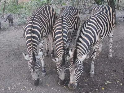 three zebras standing next to each other in the dirt at Parradys Marloth Park in Marloth Park