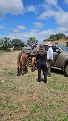 a group of people standing around a horse and a car at Matsila Game Lodge in Thohoyandou