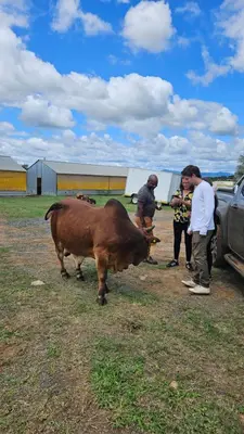 a group of people standing around a cow in a field at Matsila Game Lodge in Thohoyandou
