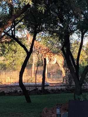 a giraffe standing behind some trees in a field at Zwartkloof 111 in Warmbaths