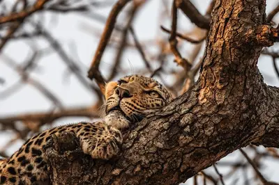 a leopard is sitting in a tree at Cheetah Plains Private Game Reserve in Sabi Sand Game Reserve