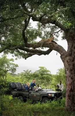 a cheetah standing on the roof of a safari truck at Cheetah Plains Private Game Reserve in Sabi Sand Game Reserve