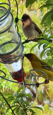a bird is sitting on a bird feeder at Labacht Home with The view in Dullstroom