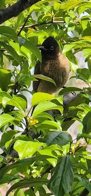 a bird sitting on top of a tree branch at Labacht Home with The view in Dullstroom