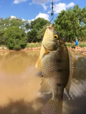 a fish is hanging from a hook in the water at Thaba Tshwene Game Farm in Modimolle