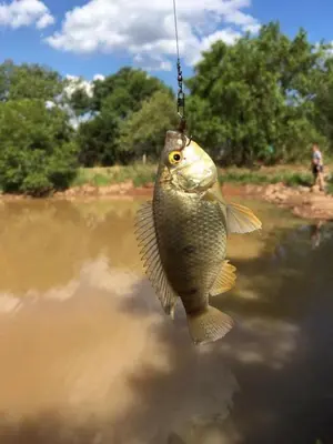 a fish hanging from a hook in the water at Thaba Tshwene Game Farm in Modimolle