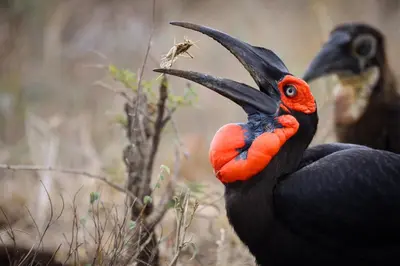 a black and orange bird with a large beak at Ezulwini - Kruger Park Lodge Golf Estate in Hazyview