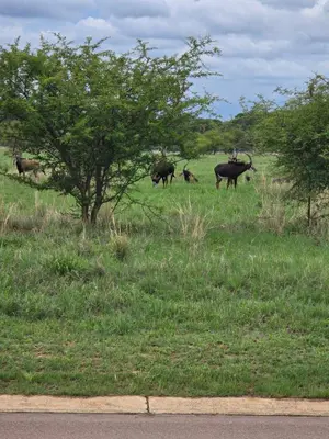 a group of animals grazing in a grassy field at Batau Villa in Naboomspruit