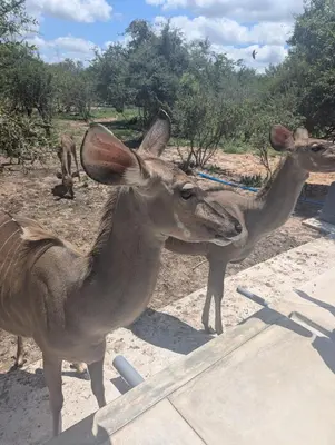 two deer standing next to each other in a field at Giraffe Oasis - Kruger Luxury Family Villa in Marloth Park