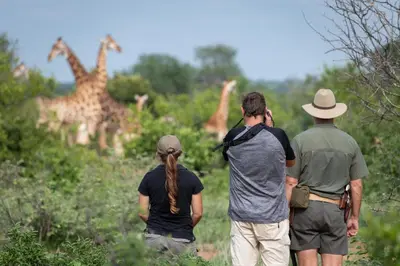 a group of three people walking down a field with giraffes at Senalala Safari Lodge in Klaserie Private Nature Reserve