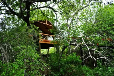 a tree house in the middle of the forest at Lion Tree Top Lodge in Guernsey Nature Reserve