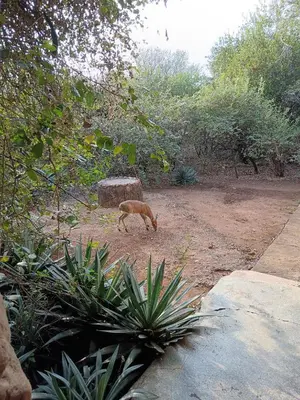 a gazelle walking around in a dirt field at Kifaru - Kruger in Marloth Park