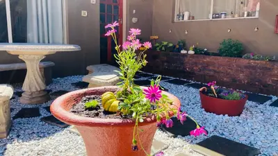 a group of potted plants in a yard at Micnels B & B in Pretoria