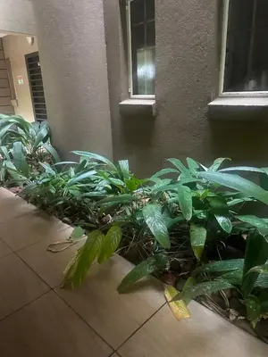 a row of plants on the floor of a building at Bytes - Waterberry Mbombela in Nelspruit