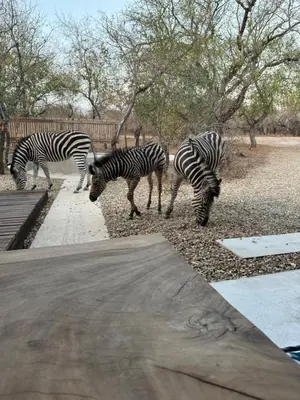 a group of zebras grazing on some rocks at Chui House A Bush Retreat with Pool and AC Near Kruger Gate in Marloth Park