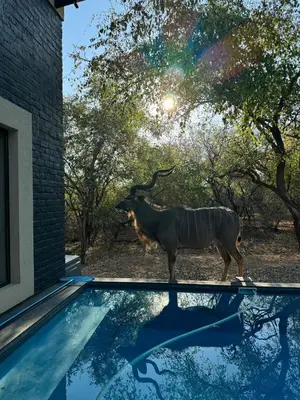 a antelope standing next to a swimming pool at Chui House A Bush Retreat with Pool and AC Near Kruger Gate in Marloth Park