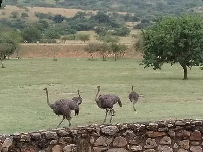 a group of ostriches walking in a field at Klipspringer Lodge in Nelspruit