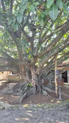 a large tree with many branches and leaves at Klipspringer Lodge in Nelspruit