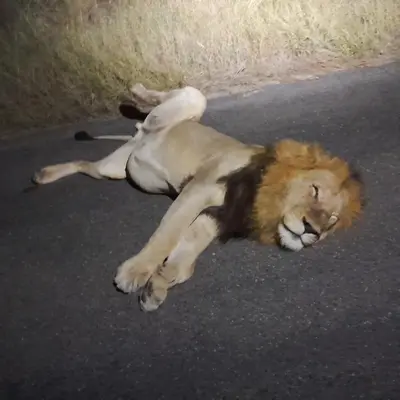 a lion laying on the ground on the road at Zindi Zindiza Lodge in Sandrivier