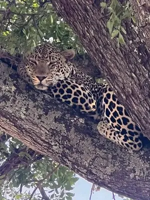 a leopard is laying in a tree at Zindi Zindiza Lodge in Sandrivier