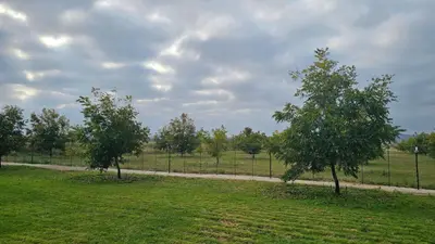 two trees in a field with a fence at Die Pekanneut in Polokwane